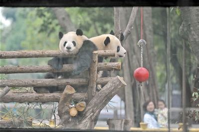 广州广州动物园大熊猫在室内进食摄影图配图高清摄影大图-千库网