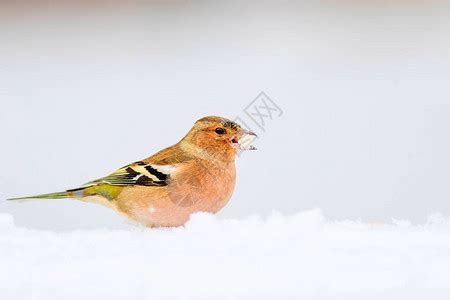 冬天和鸟可爱的小鸟角云雀冬天的场景白雪背景鸟高清图片下载-正版图片506144755-摄图网