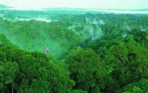 航拍亚马逊热带雨林深处的原始部落：居民与世隔绝，充满敌意|亚马逊|原始部落|热带雨林_新浪新闻
