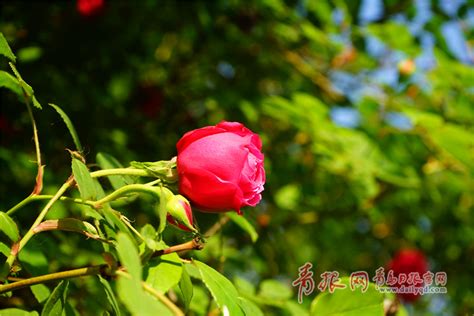 青岛路边蔷薇盛开 繁花锦簇惊艳了时光