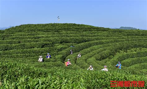 桂东打造全国茶叶之乡 茶叶产业成农民增收主渠道 - 原创 - 华声文旅 - 华声在线