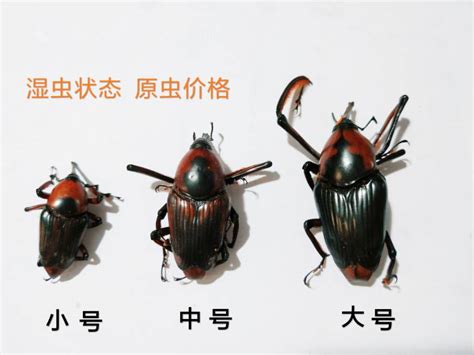 East China Sea 的图像结果