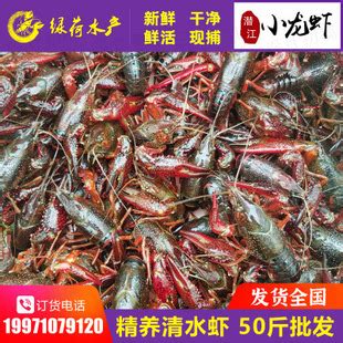 [小龙虾批发]小龙虾，洪湖小龙虾，中青红/大青红，产地一手货源价格10元/斤 - 惠农网