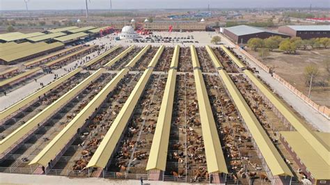 亚洲最大活畜交易市场，万只牛羊在这里交易，令人眼界大开|喀什|巴扎|交易_新浪新闻