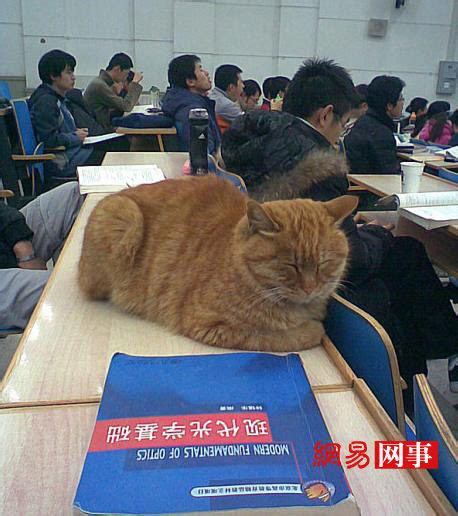 天光海岸 的想法: 上课时一只大猫突然到你的桌前挡着该怎么… - 知乎