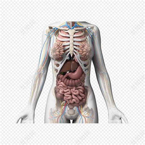 十二指肠直肠位置图,指肠位置图片,指肠位置示意图_大山谷图库