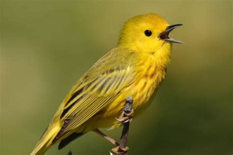 一只小黄鹂鸟高清图片下载_红动中国