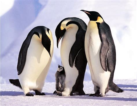 【自然小课堂】腾讯家的企鹅到底是什么品种？_国外旅游_什么值得买