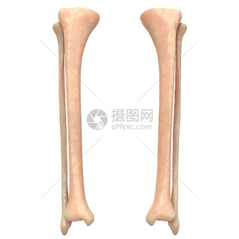 腿部骨骼结构图图片