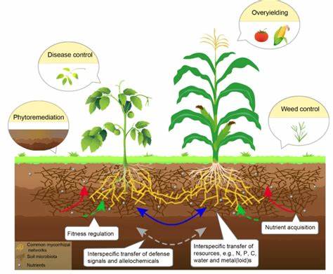 动植物和土壤之间的联系