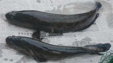 黑鱼是什么鱼？常见种类有哪些 - 农敢网