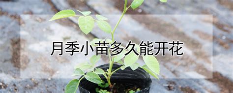金丝吊蝴蝶小苗几年能开花-种植技术-中国花木网