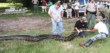 美国佛罗里达州男子发现自家的羊被巨蟒缠住 为救羊开8枪将蟒蛇射杀 - 神秘的地球 科学|自然|地理|探索