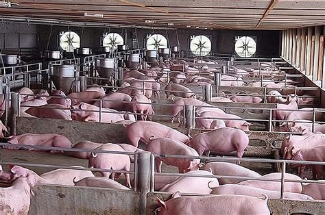 重新梳理猪料增、屠宰降，猪价为何能上涨关系_猪价涨跌_财经_猪e网