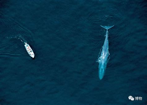 关于蓝鲸的11个冷知识_哺乳动物