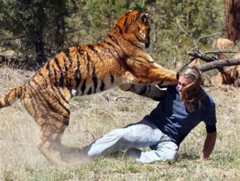 老虎狩猎技能太棒了 实拍老虎猎杀各种动物！_腾讯视频