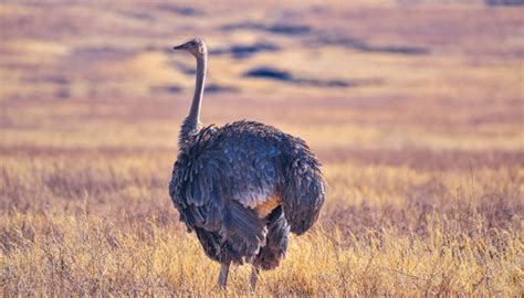 宁波一山沟里发现一只大鸟 原来是澳洲鸵鸟