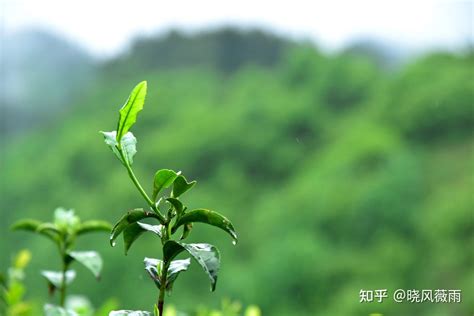 【精华美文】有茶的日子（朱金华）-商南县人民政府