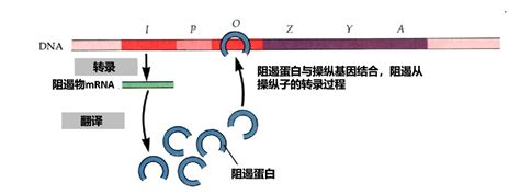 生物科普：DNA、基因和染色体傻傻分不清？一张图帮你搞清楚-深i科普