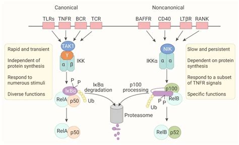 NF-κB 信号通路调节细胞因子转录 | MedChemExpress - 技术前沿 - 资讯 - 生物在线