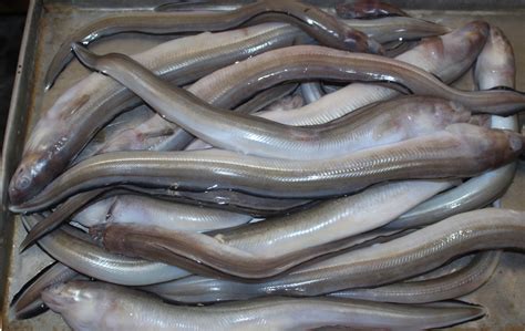 6.日本鳗鲡-中国南方淡水鱼类-图片