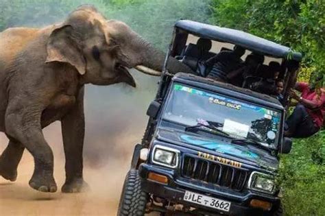 惊险事件！遭斯里兰卡大象偷袭，男游客抛妻弃车而逃，参观国家公园需注意什么