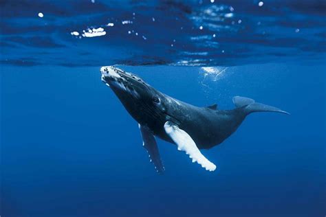 鲸鱼的祖先进化图 鲸鱼最早生活在树上(长有四肢和毛发)_探秘志