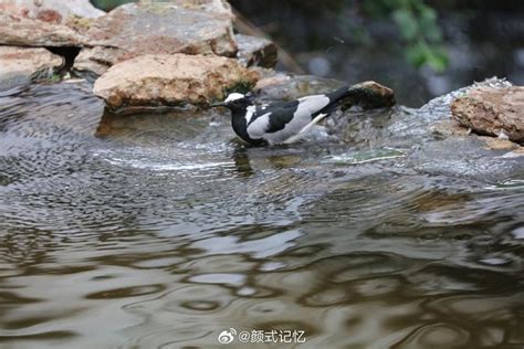 深圳首次发布十大观鸟地点，有记录鸟类达366种|观鸟|红树林|湿地公园_新浪新闻