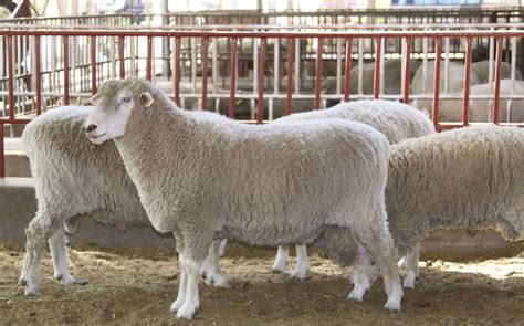 肉羊产业发展新举措来了！到2025年河南省羊饲养量将达6000万只-大河新闻