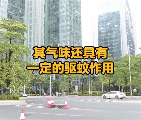 记者追踪：广州的“臭树”如何“降味”？相关部门开展作业|广州市_新浪新闻