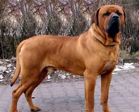 世界十大最凶悍的狗 深圳宠物展最凶猛的犬排行榜(2)-参展网