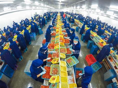 湖北潜江：小龙虾大量上市-人民图片网