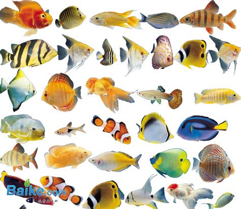 全面盘点36种观赏鱼的种类及养法_装修保障网