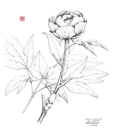 花素描图片