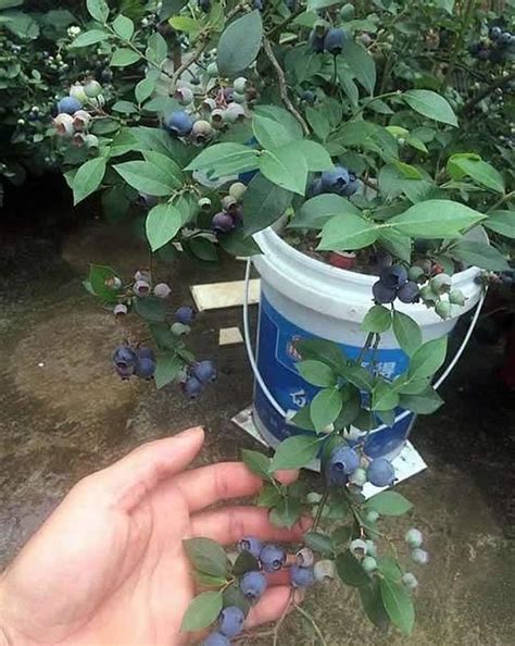 蓝莓树长多高,蓝莓树能长很高吗,蓝莓多高打顶(第12页)_大山谷图库