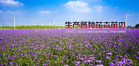 绿化苗木 - 青岛华锦园花卉有限公司