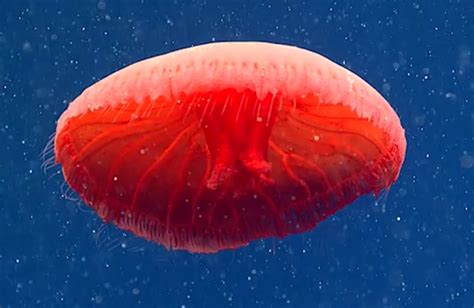 十种最奇特的深海物种：无法解释的奇异生物_新浪图片