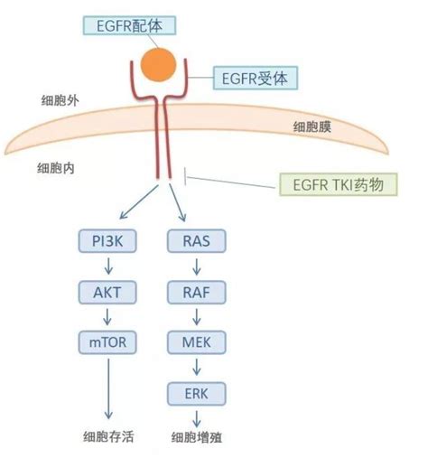 一例从EGFR突变的肺腺癌组织学转化为小细胞肺癌_医学界-助力医生临床决策和职业成长
