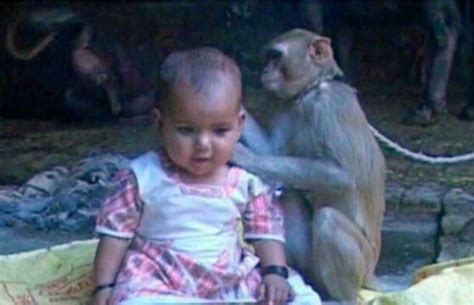 这里猴子是圣物，男子救了一只猴子后，猴子为了报恩照顾两岁小孩