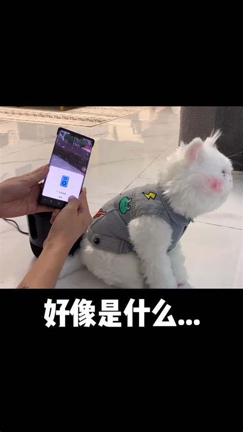 球球是只猫图片