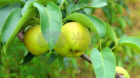 梨树的起源和在中国的分布 - 知乎