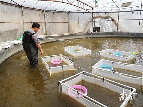 每日万斤鲜鱼支援武汉，南海水产企业寻到新商机_南方plus_南方+