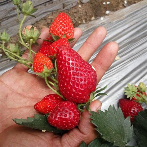宁波市草莓基质育苗现场观摩交流会在奉化召开