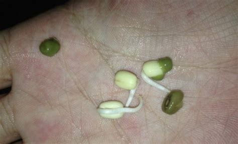 水培绿豆芽的详细步骤 - 花百科