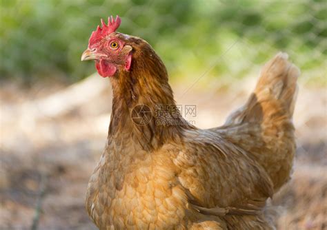 山鸡在一个小农场的高清图片下载-正版图片503285133-摄图网