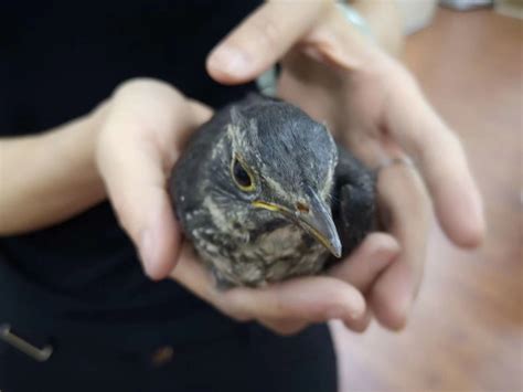 校内受伤幼鸟被送至鸟类保护协会基地-四川农业大学档案馆