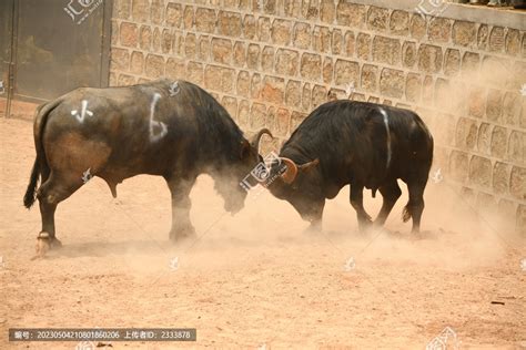 斗牛场的西班牙斗牛高清图片下载-正版图片505932025-摄图网