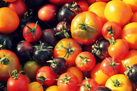 本地彩色小番茄又出新品种--金山报