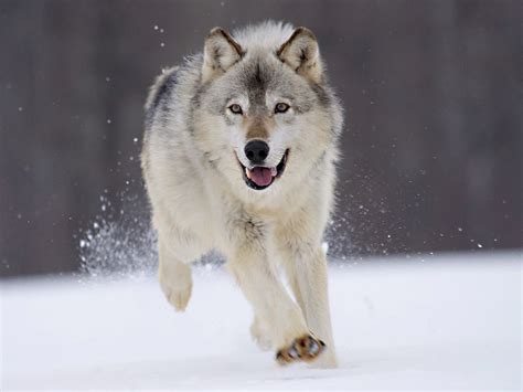 野生动物狼的高清图片-千叶网
