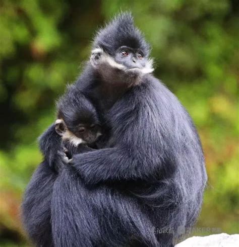 贵州黔灵山猴子,自然保护景区,旅游景点,摄影,汇图网www.huitu.com